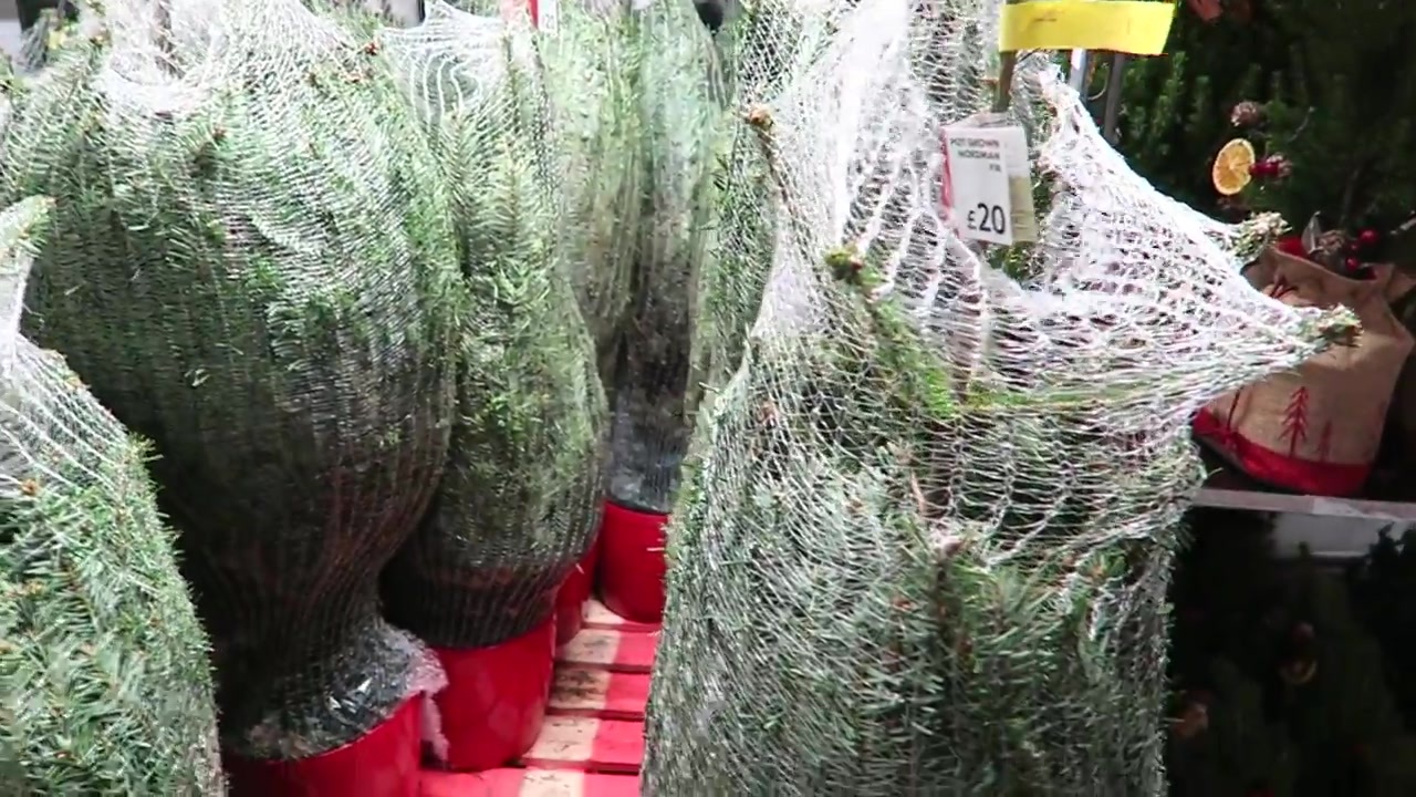 Netted Christmas trees in red pots on display during the shopping trip.