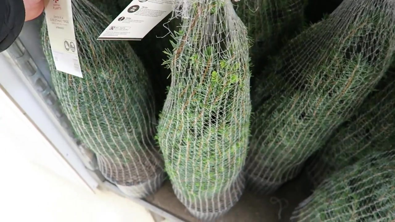 Small potted Christmas trees wrapped in netting at the supermarket