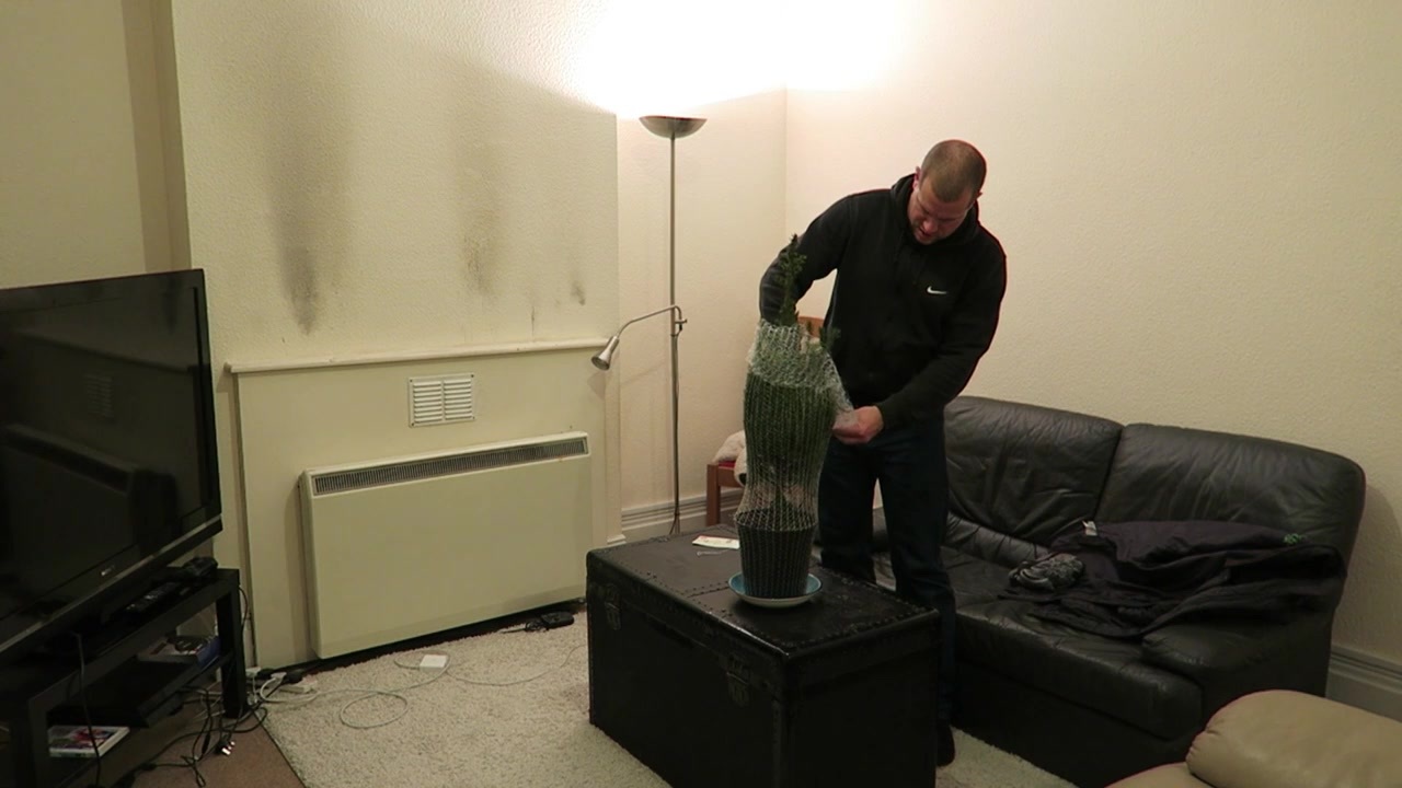 Barry cutting away the netting around the potted Christmas tree