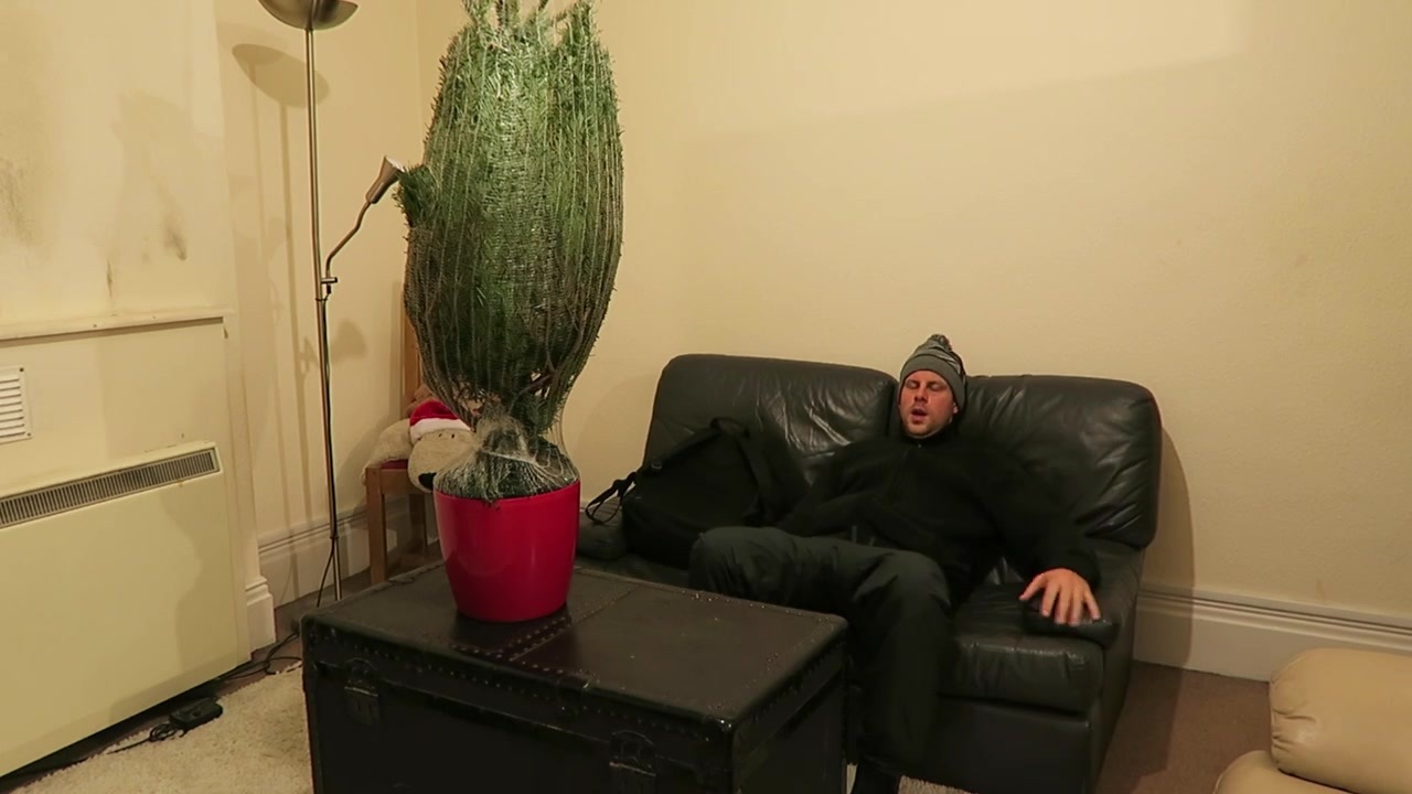 The netted Christmas tree stands in its red pot on the table while Barry rests on the sofa.