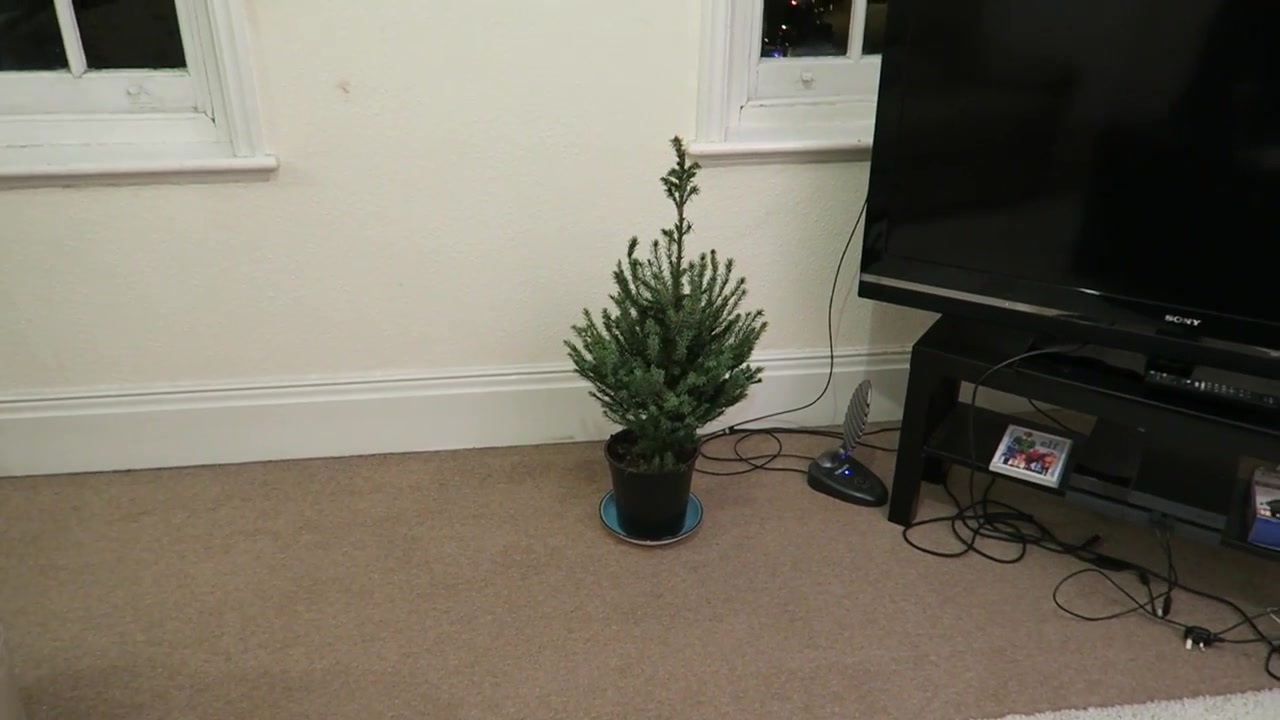 Small unadorned Christmas tree in a pot beside the television