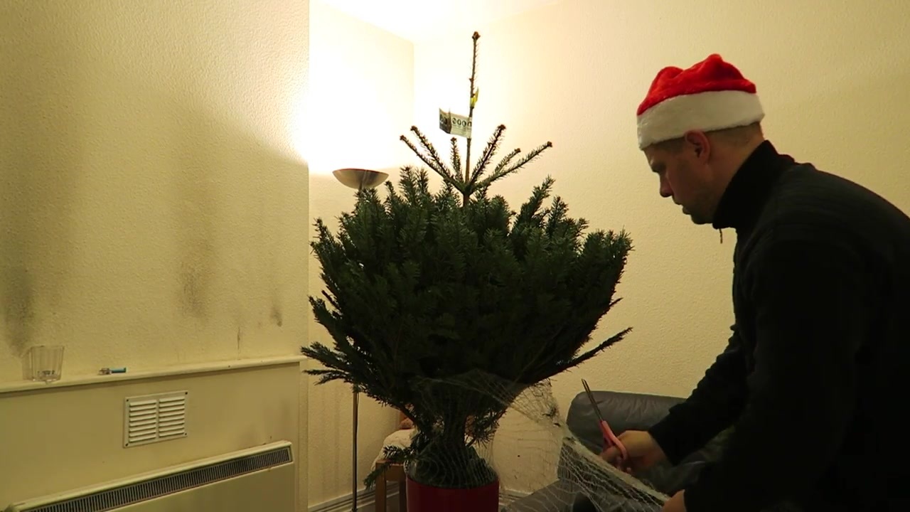 Barry removes the netting from the Christmas tree in the living room.