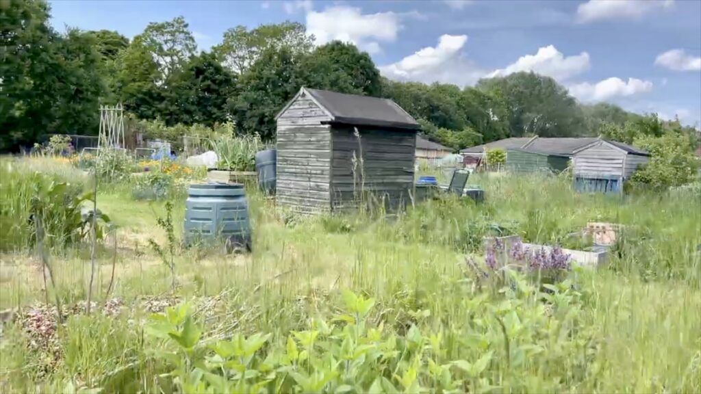 Vegetables and herbs growing in a small cultivated plot in London