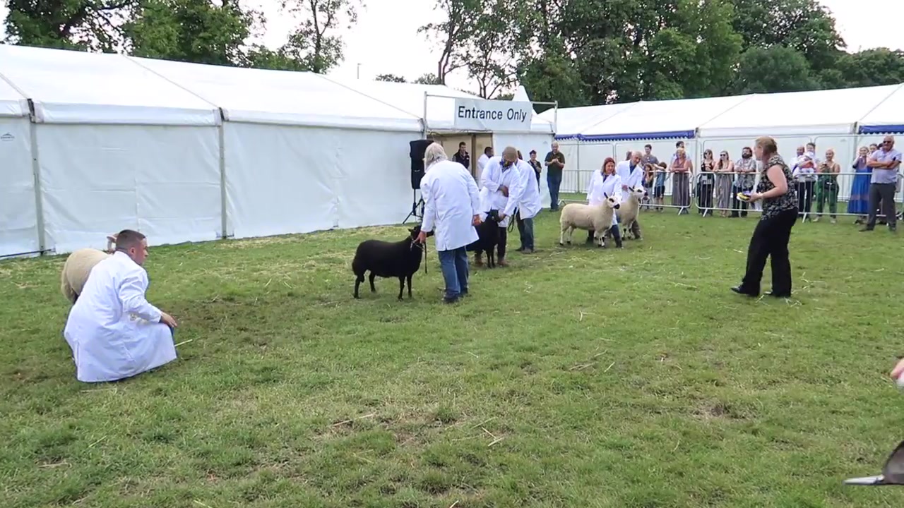 Visitors watching animals in the show ring.