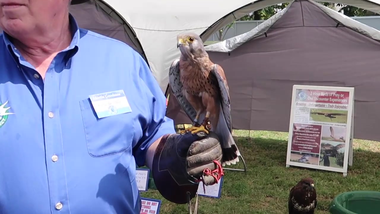 A handler holding a bird of prey at the country show.
