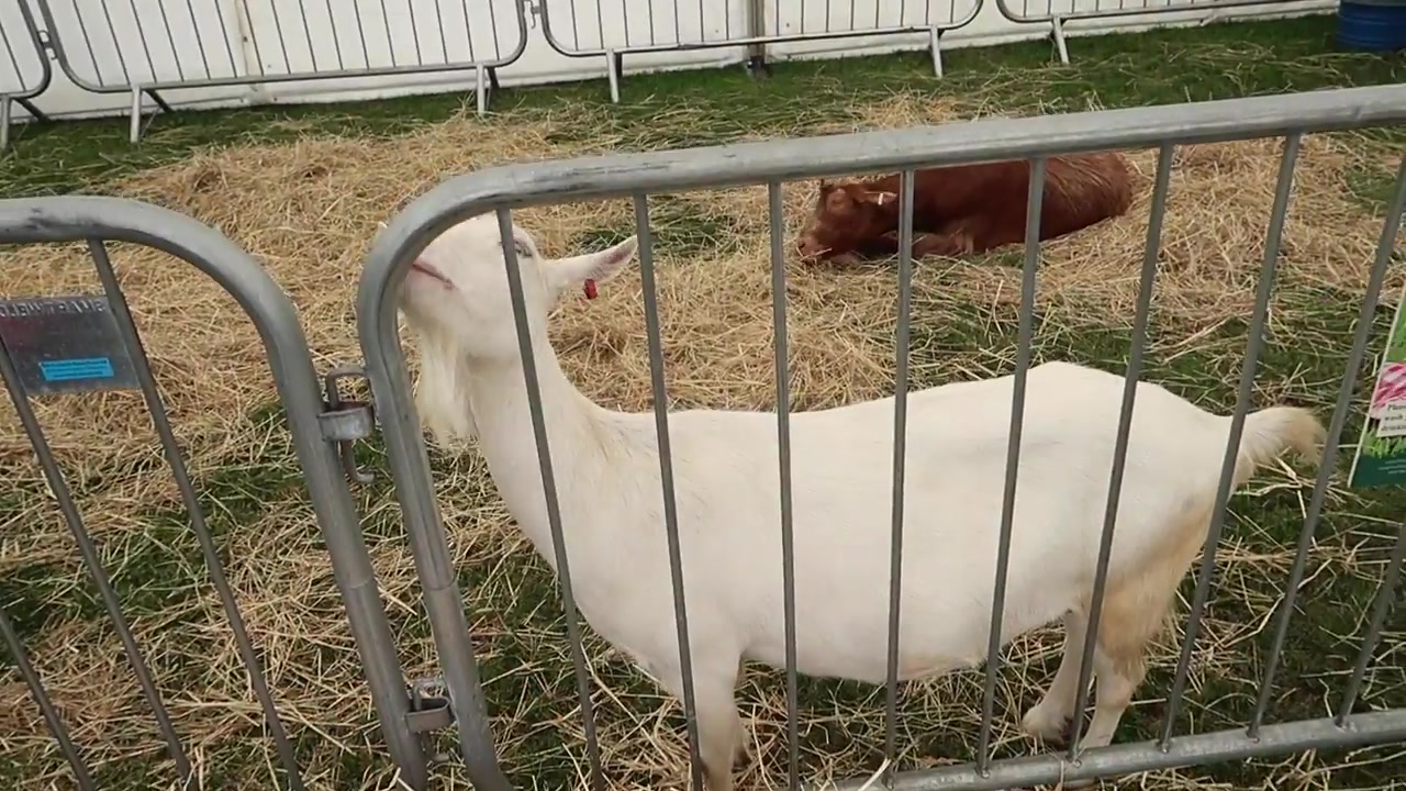 A white goose in a straw-lined enclosure.