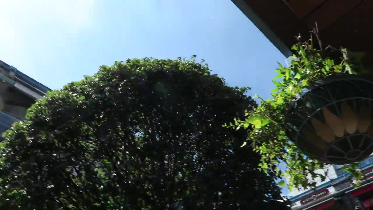 Greenery and balconies beneath the open sky in Kingly Court