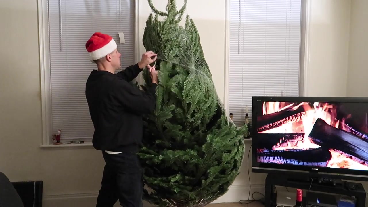 Cutting away the netting so the real Christmas tree can open out.