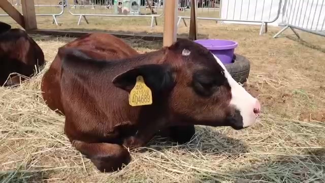 A cow resting on straw at the Lambeth Country Show 2018