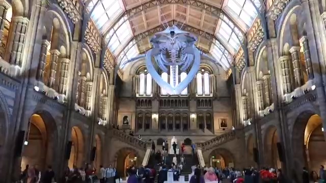The blue whale skeleton suspended above visitors in Hintze Hall at the Natural History Museum.