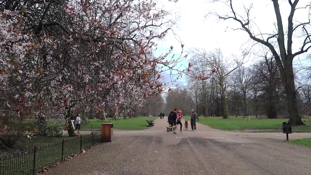 Pink blossom beside the path during the spring park walk.