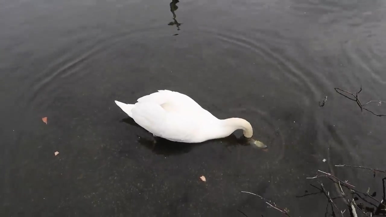 A white swan gliding across the park water.