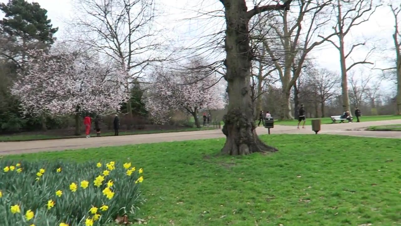 Daffodils and blossom in Kensington Gardens in March 2015.