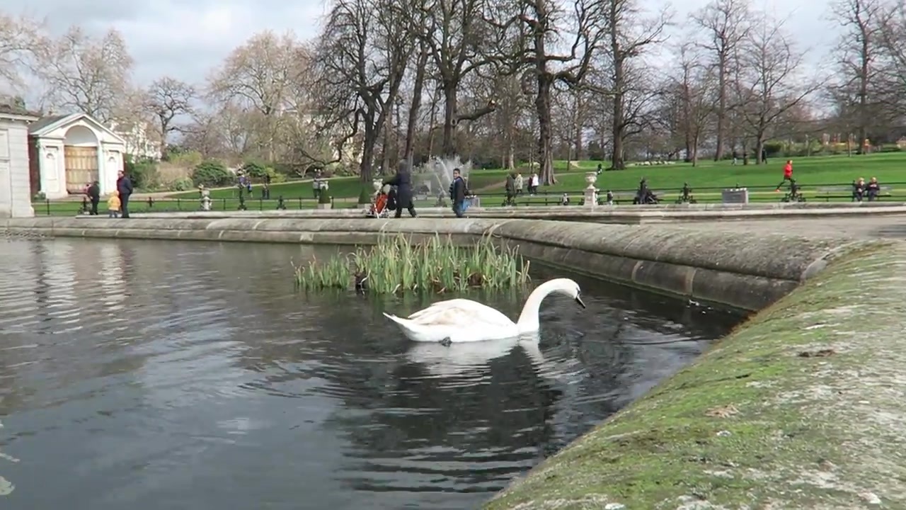 A swan beside the Italian Gardens on the walk through Kensington Gardens.