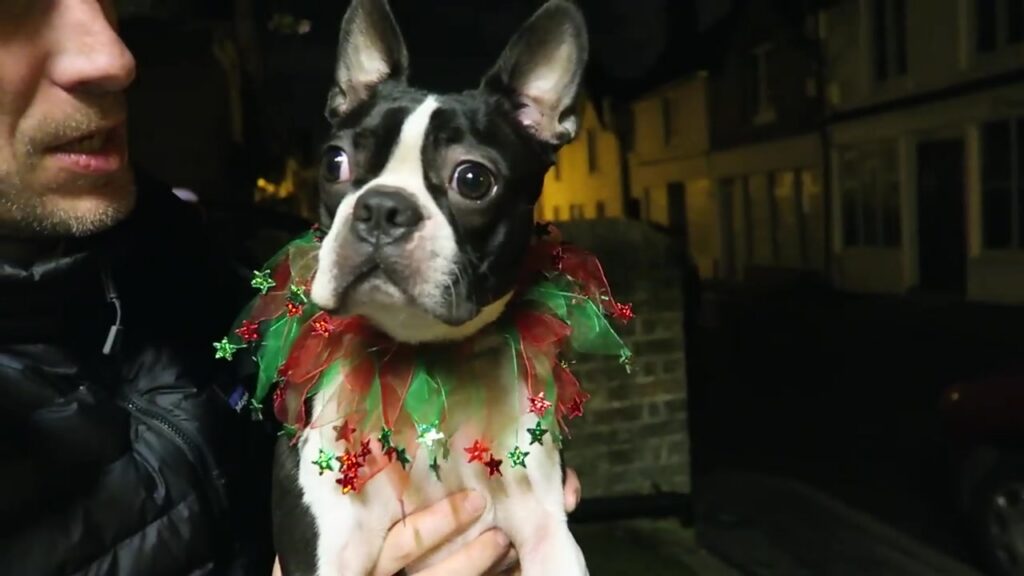 Boris the Boston terrier wearing a festive collar with Robert on Christmas Eve 2015.