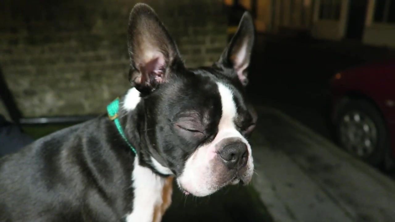 Boris the Boston terrier sitting on a wooden pub bench in 2015.